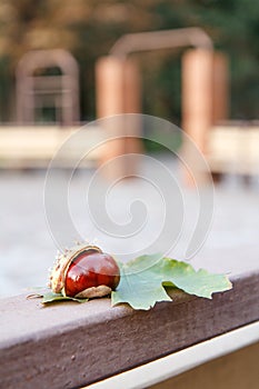 Fresh chestnut and green leaf on metalic fence