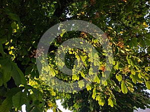 fresh chestnut tree in the rain