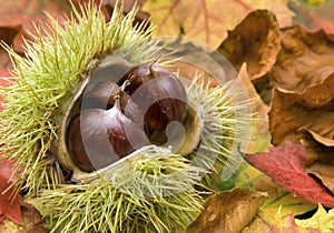 Fresh chestnuts and autumn leaves