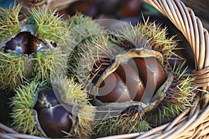 Fresh chestnuts in the basket