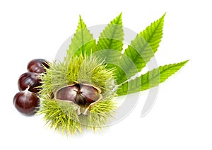 Fresh chestnuts with green leaves, isolated