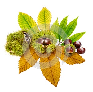 Fresh chestnuts on leaves, isolated