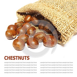 Fresh Chestnuts in yute isolated on white background photo