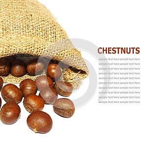 Fresh Chestnuts in yute isolated on white background photo