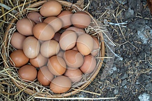 Fresh chicken eggs in the basket on the ground after farmers collect eggs from the farm. Concept of Non-toxic food