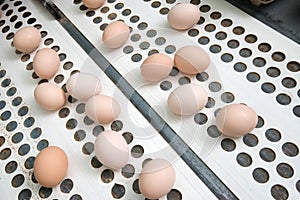 Fresh chicken eggs farm conveyor