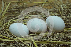 A fresh chicken eggs on the hay