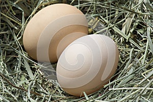 Fresh chicken eggs in a hay nest. Hen lays eggs, farm background