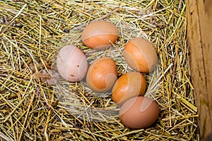 Fresh chicken eggs with nest,A pile of brown eggs in a nest