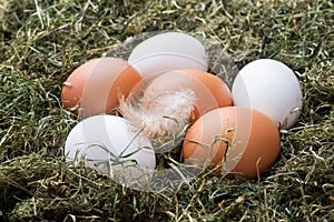 Fresh chicken eggs on straw on the farm. Rustic style