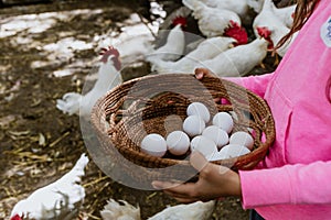 Fresh chicken eggs in a wicker basket, which Latin child farmers collect from chicken farms in Mexico Latin America