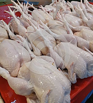 Fresh chickens