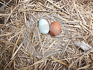 Fresh chickens eggs in the nest