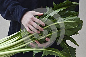 Fresh Chicory Cicoria Catalogna salad.