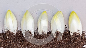 Fresh chicory vegetables