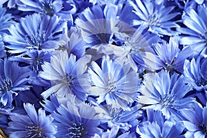 Fresh chicory or succory flowers