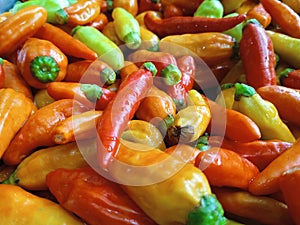 Fresh chilies for best sambals