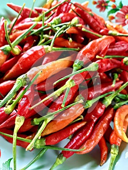 Fresh chilies from our own garden, West Kalimantan, Indonesia
