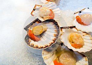 Fresh chilled shellfish