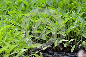 Fresh Chilli seedlings