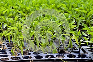 Fresh Chilli seedlings