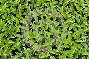 Fresh Chilli seedlings