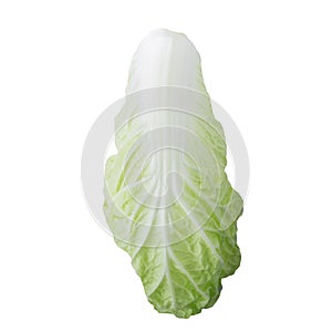 fresh chinese cabbage isolated on a white background