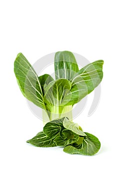 Fresh Chinese cabbage Pak-choi on a clean white background. Is
