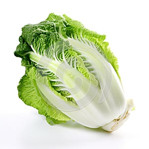 Fresh Chinese cabbage on white background