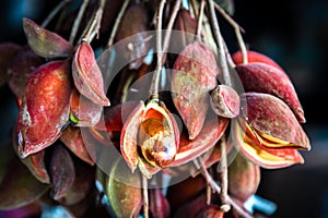 Fresh chinese Chestnuts Sterculia monosperma in the red shell