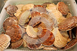 Fresh chinese clams in market