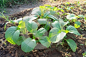 Fresh Chinese mustard green in garden or farm taken in the morning with sunlight