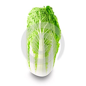 Fresh chinese napa cabbage isolated on white background