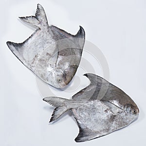 Fresh Chinese Pomfret Fish