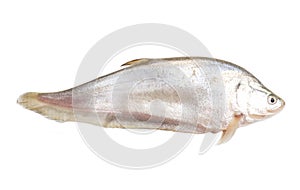 Fresh Chitala ornata fish or Knife fish, prepared for cooking, isolated on white background.