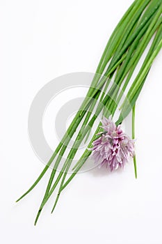 Fresh Chive