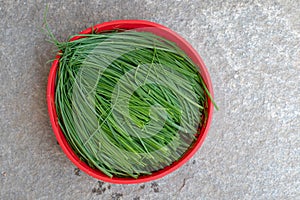 Fresh chive. Chopped chives in red bowl. Fresh green edible herb of Allium schoenoprasum.