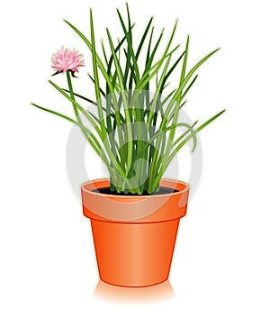 Fresh Chives Herb in a Flowerpot photo