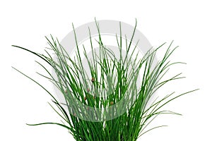 Fresh chives isolated on white background photo