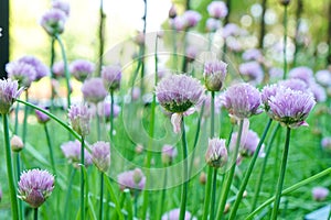 Fresh chives plant with purple flowers