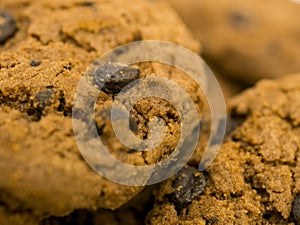 Fresh chocolate chip cookies, close up