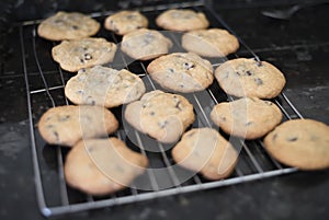 Fresh Chololate Chip Cookies Warm from the Oven