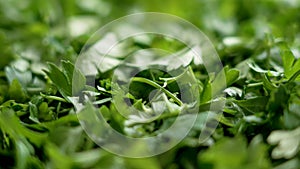 Fresh chopped green parsley leaves close up. Aromatic herbal ingredients. Petroselinum crispum minced leaf