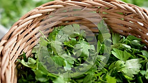 Fresh chopped green parsley leaves in wooden rattan rustic bowl.