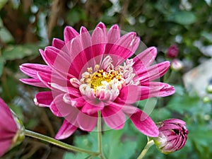 Fresh Chrysanthemums Pink two flower with small