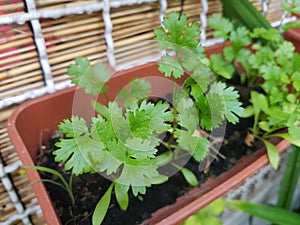 Fresh Cilantro garden pot photo