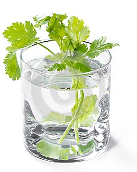 Fresh cilantro in a glass of water