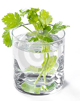 Fresh cilantro in a glass of water photo