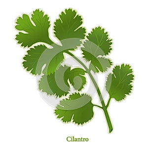 Fresh Cilantro Herb photo