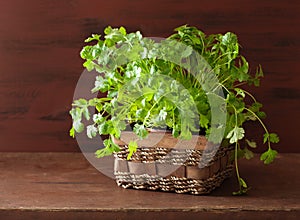 Fresh cilantro herb in pot